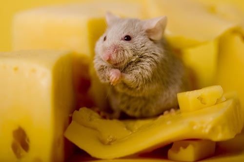 mouse eating cheese